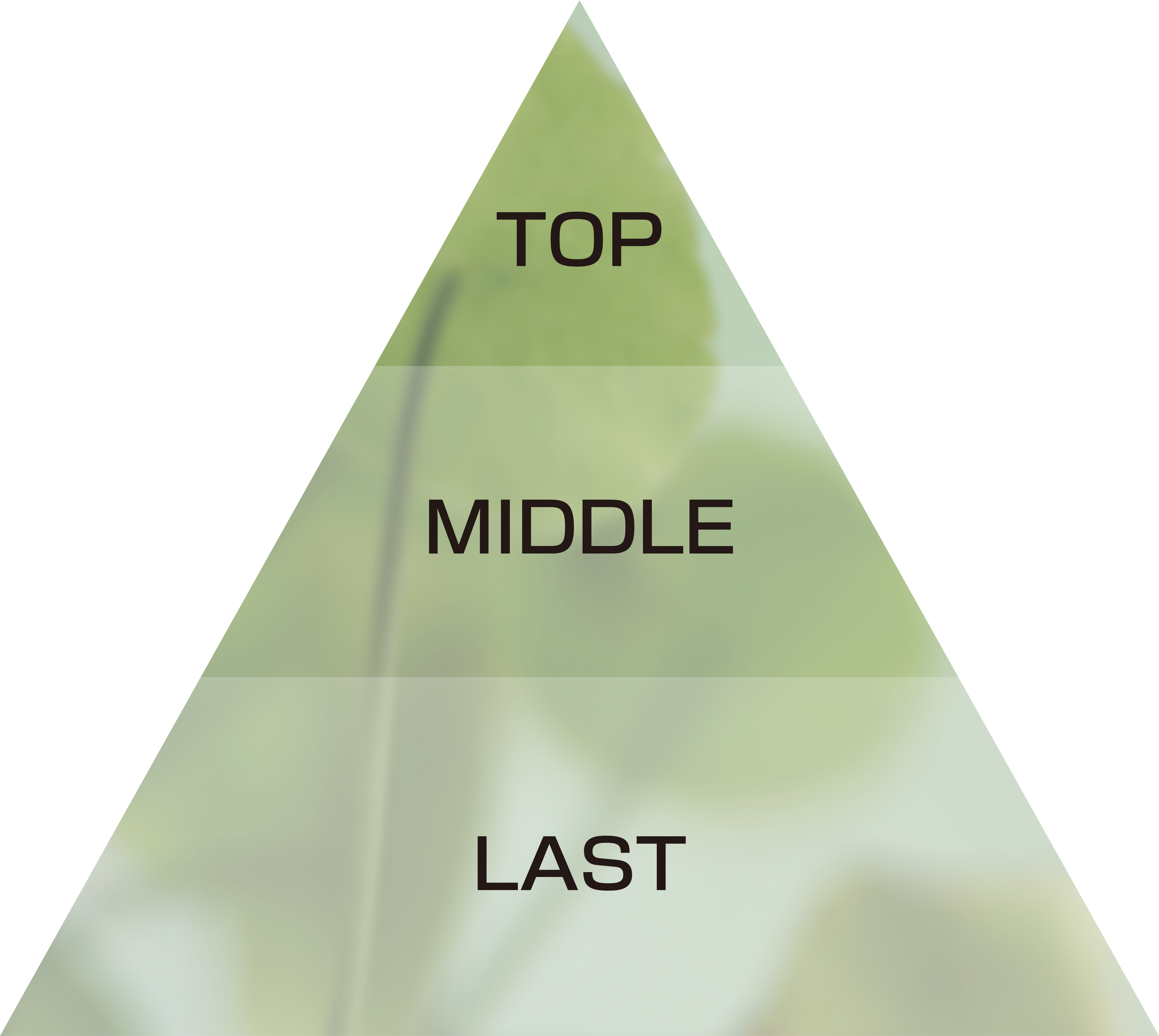 Fragrance Pyramid